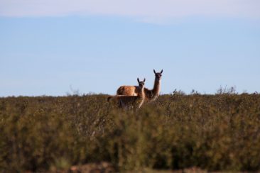 Péninsule Valdes - Guanacos