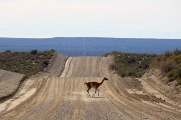 Péninsule Valdes - Guanacos