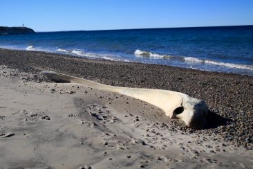 Os de baleine