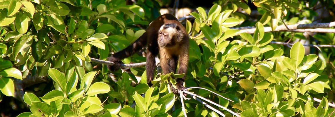 Immersion dans la jungle amazonienne